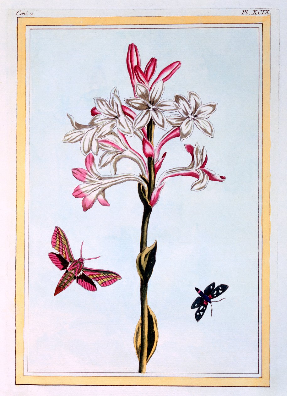 Tuberosa, c.1766 (gravura colorida à mão) de Pierre Joseph Buchoz