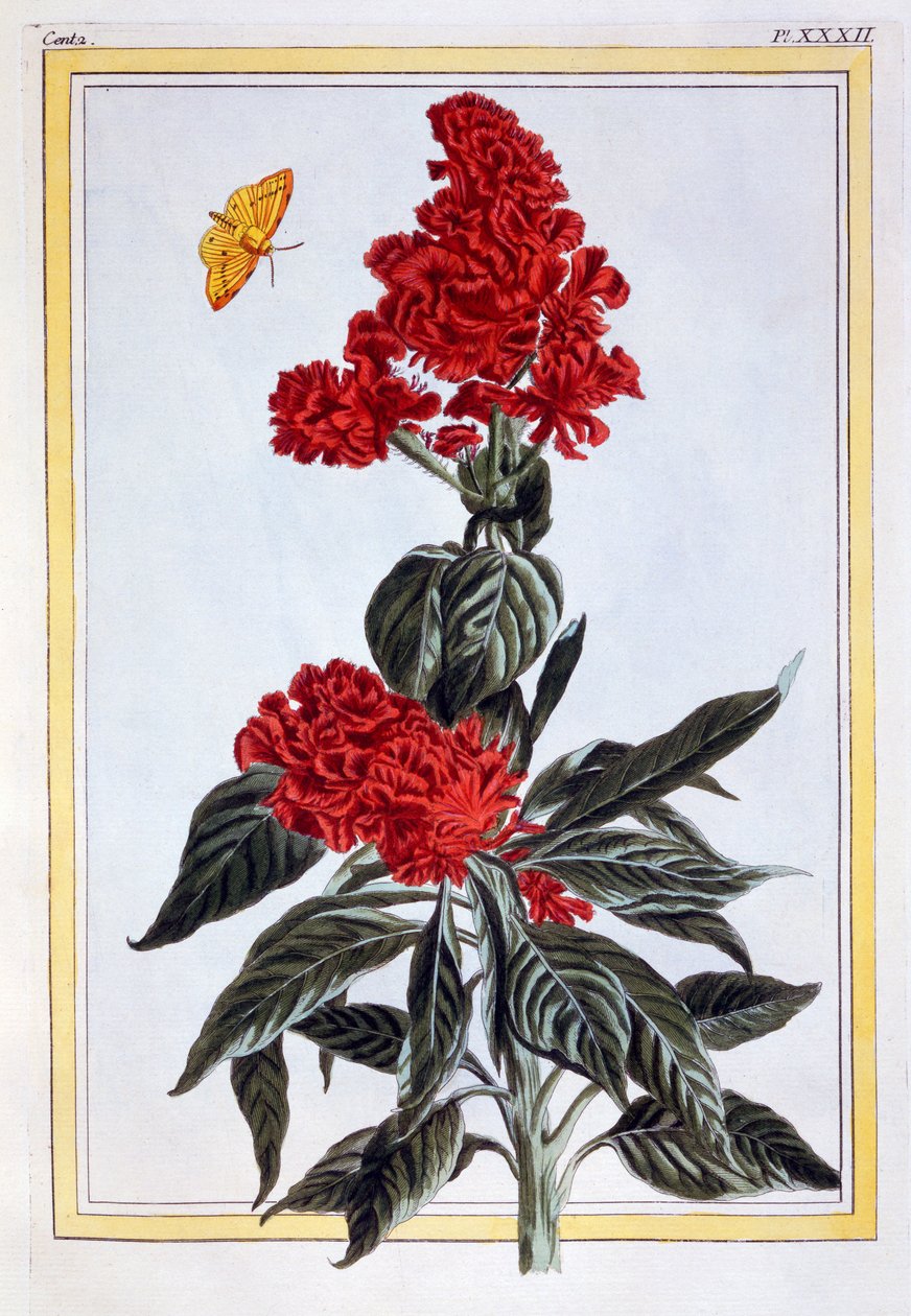 Variedade de Amaranto, c.1766 (gravura colorida à mão) de Pierre Joseph Buchoz
