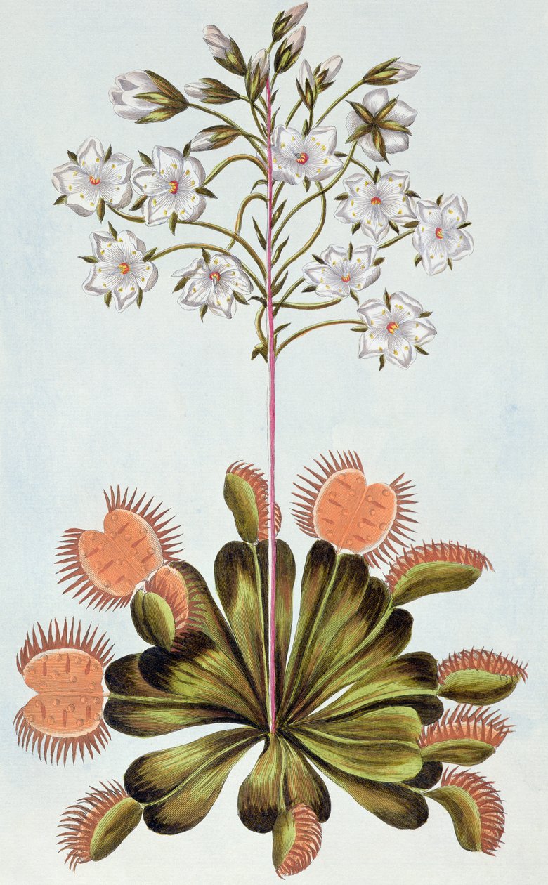 Armadilha de Vênus, placa 84, da &39;Coleção Precieuse et Enluminee&39;, Volume III (gravação a cores) de Pierre Joseph Buchoz