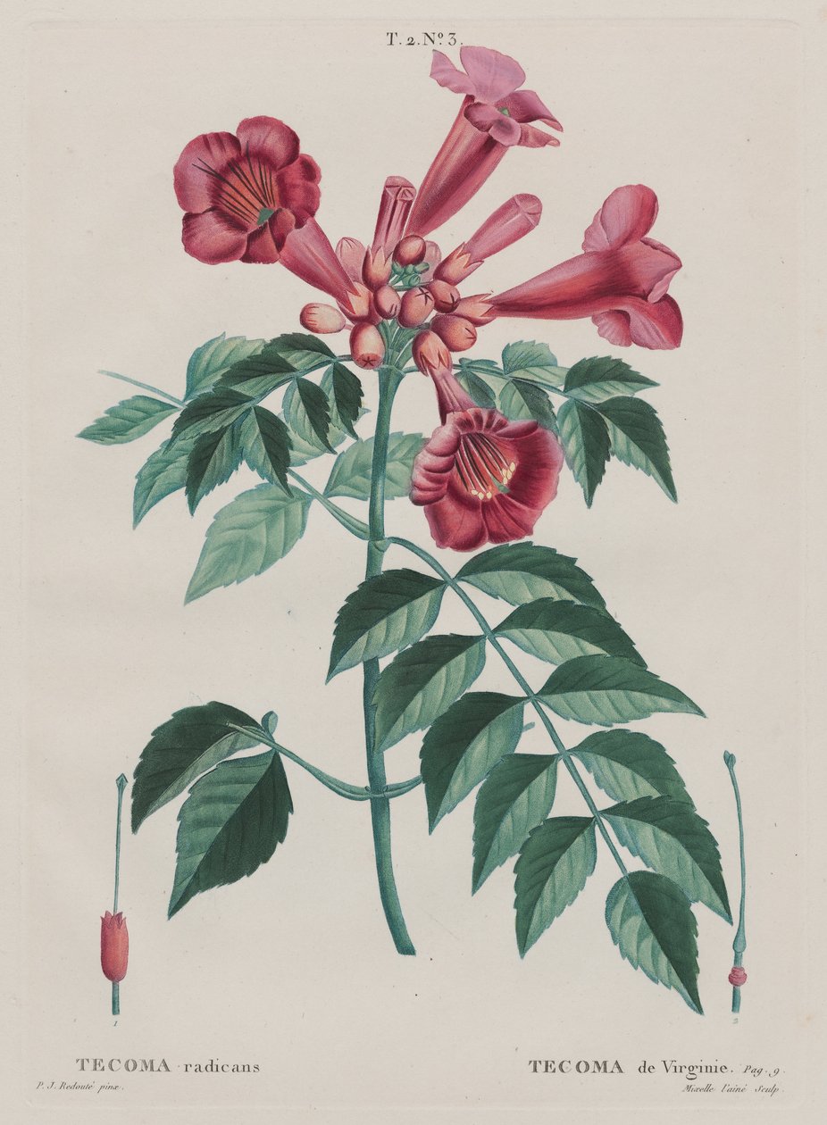 (Campsis radicans Trumpet alpinista). (T. 2, não ... de Pierre Joseph Redouté
