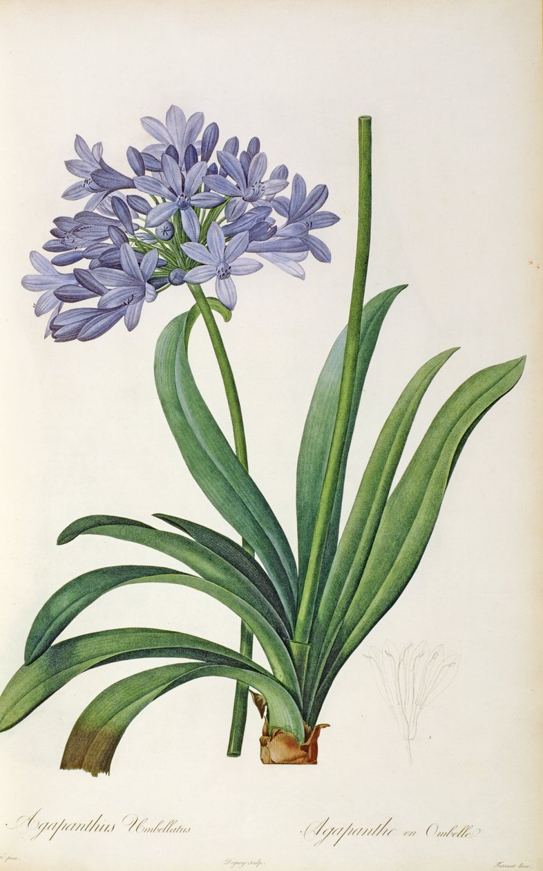 Agapanthus umbrellatus, de Les Liliacees, de Pierre Redoute, 8 volumes, publicado em 1805-16, de Pierre Joseph Redouté