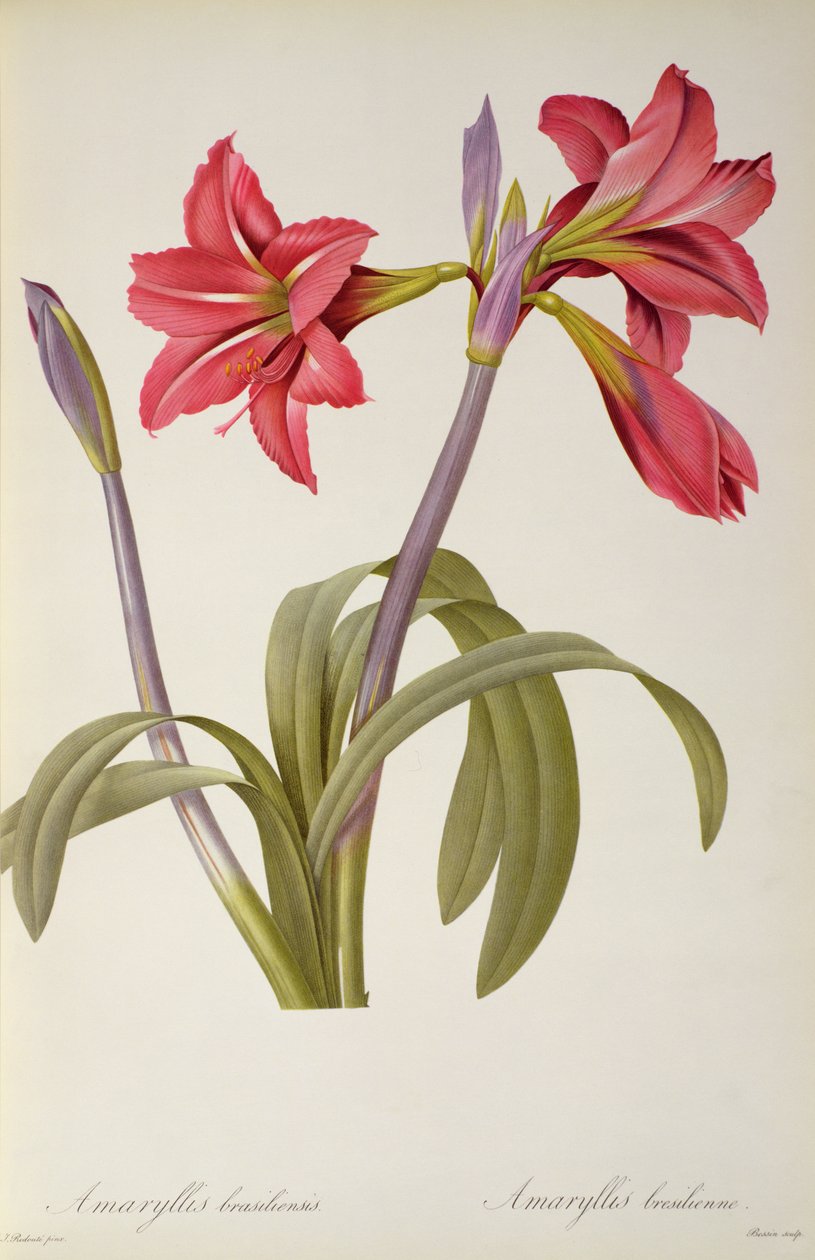 Amaryllis Brasiliensis, de Les Liliacees, de Pierre Redoute, 8 volumes, publicado em 1805-16, de Pierre Joseph Redouté