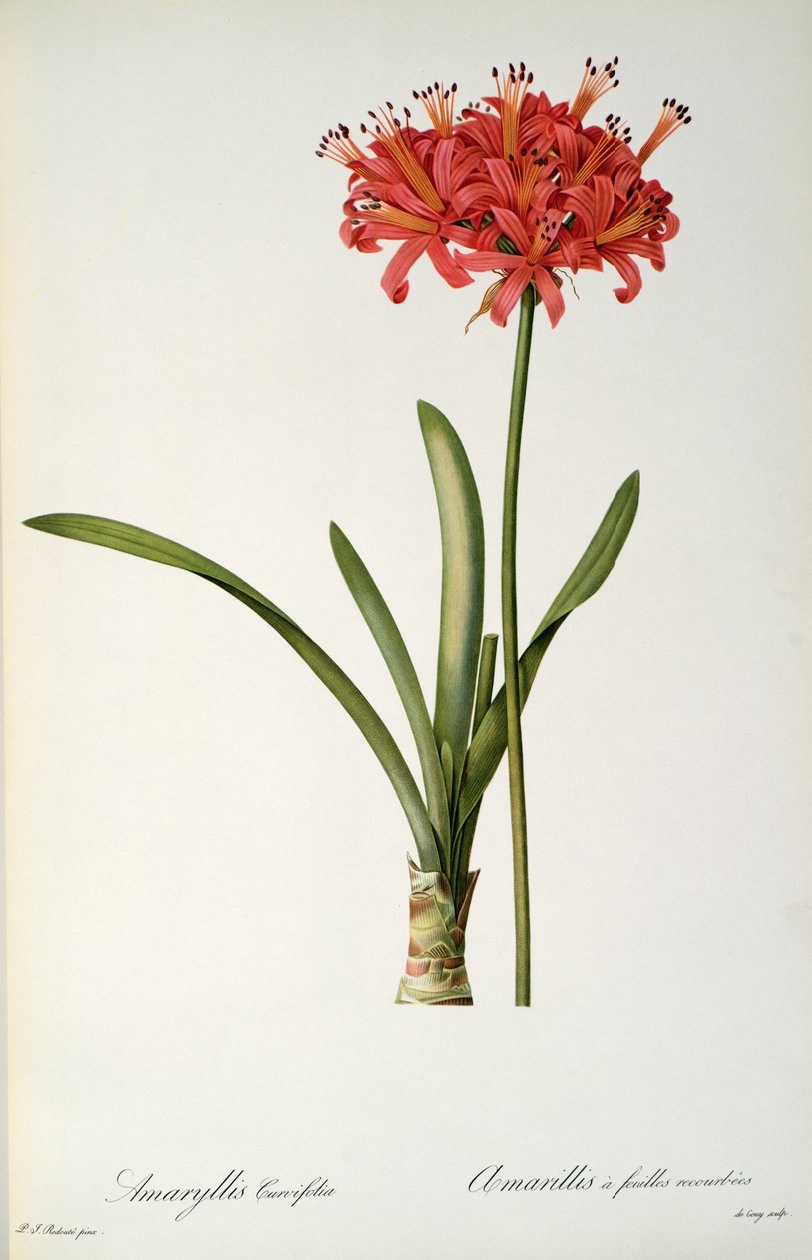Amaryllis Curvifolia, 1809, de `Les Liliacees &39;por Pierre Redoute, 8 volumes, publicado em 1805-16, de Pierre Joseph Redouté