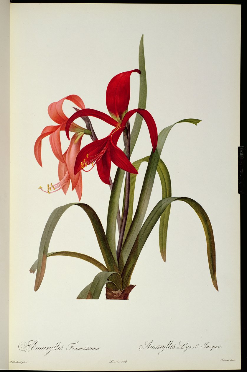 Amaryllis Formosissima, 1808, de `Les Liliacees &39;por Pierre Redoute, 8 volumes, publicado em 1805-16, de Pierre Joseph Redouté