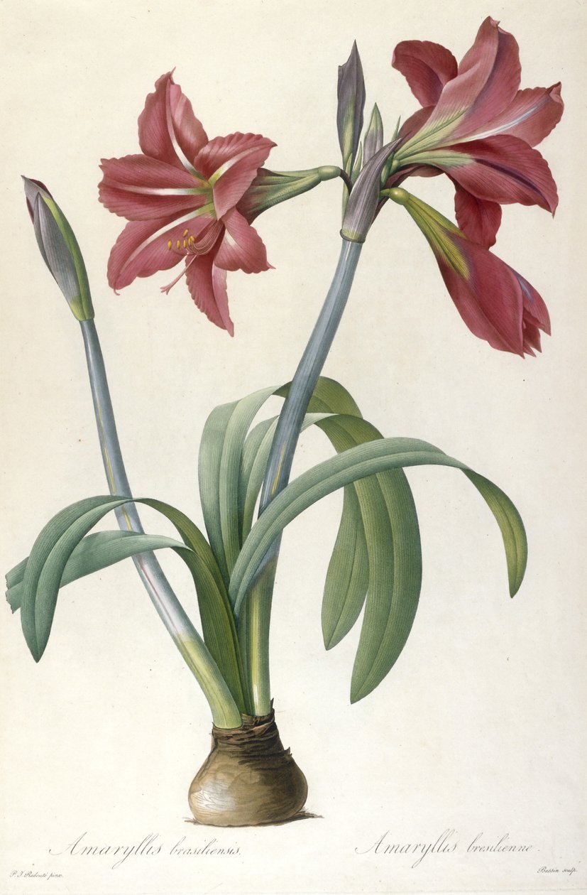 Amaryllis brasiliensis (Amaryllis brasileira), 1816 de Pierre Joseph Redouté