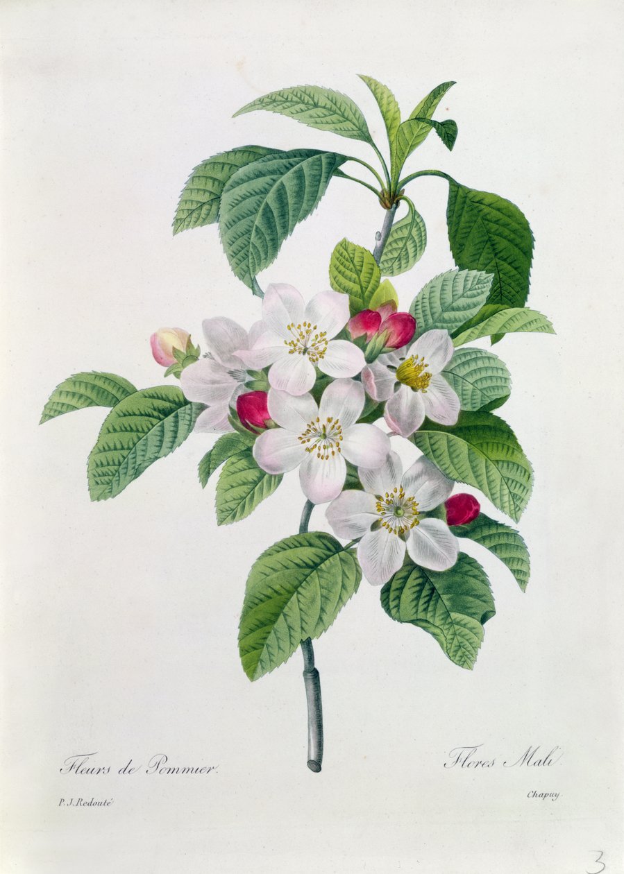 Flor de Maçã, de &39;As Escolhas das Flores Mais Bonitas&39;, gravada por Chapuy de Pierre Joseph Redouté