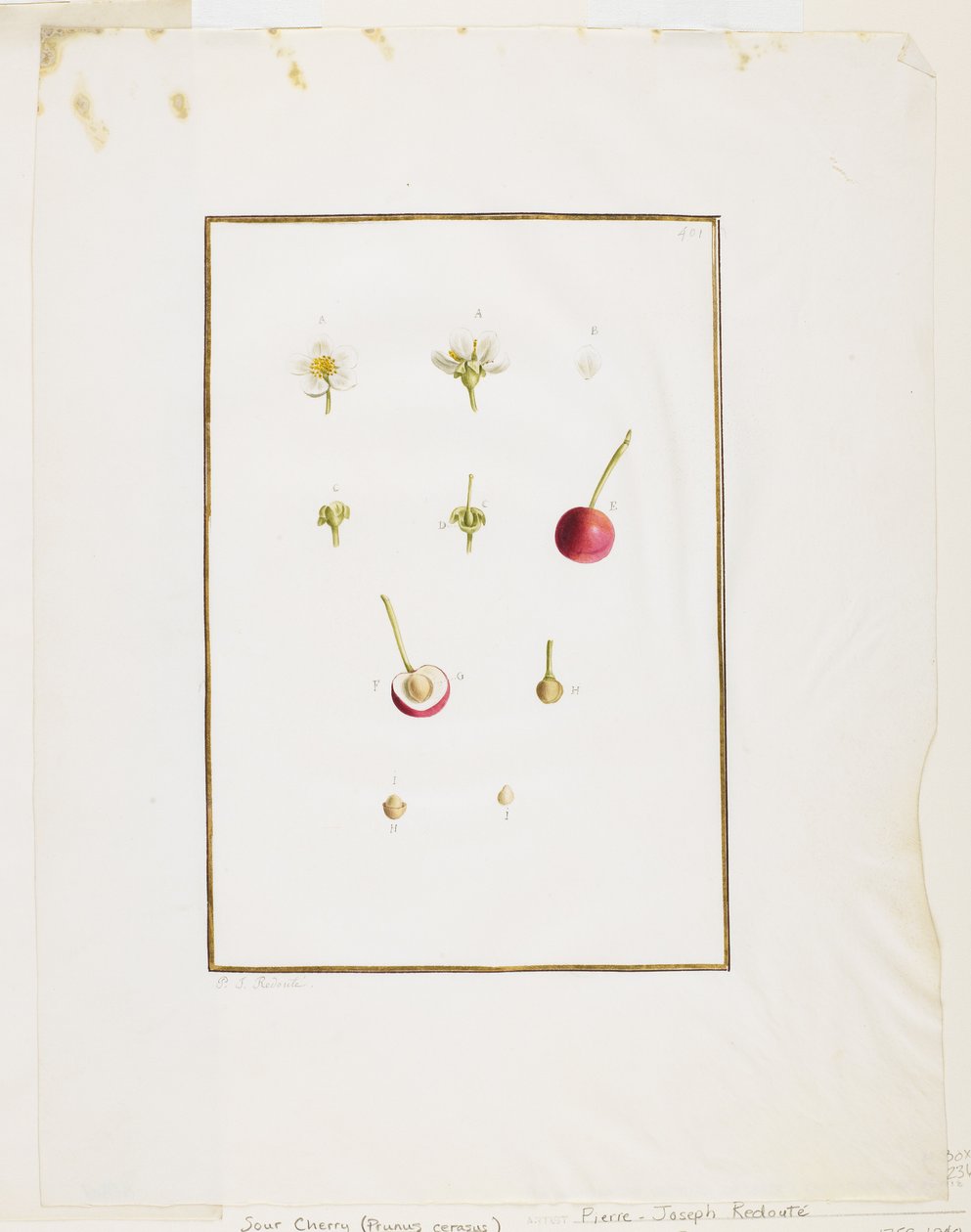 Dissecação Botânica: Cereja Azeda (Prunus cerasus), c. 1778-90 (wc e grafite sobre papel) de Pierre Joseph Redouté