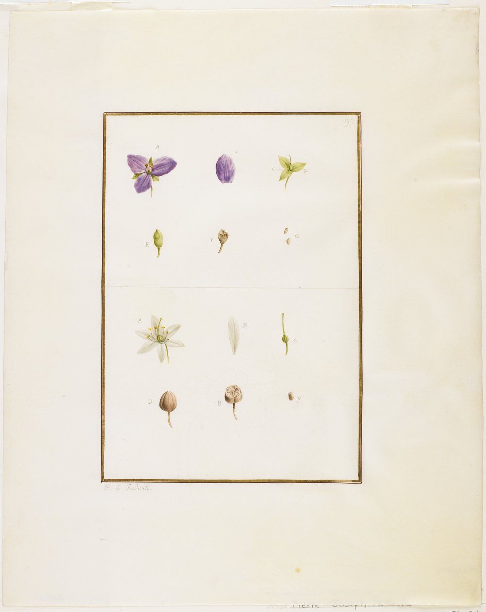 Dissecção botânica: Spiderwort e Senna, c.1778-90 (wc e grafite sobre papel) de Pierre Joseph Redouté