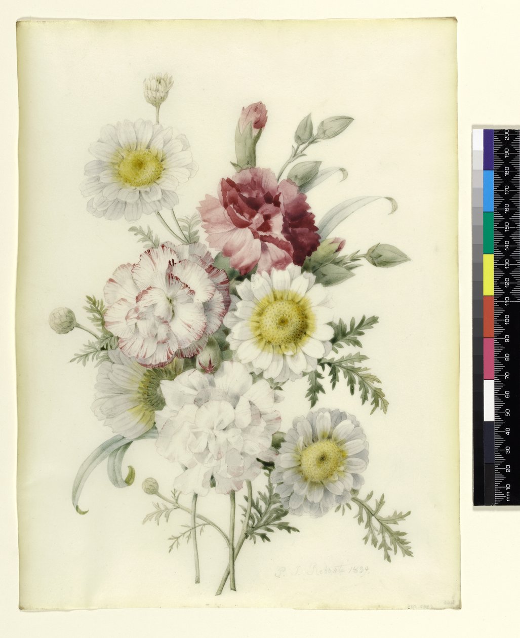 Bando de cravos mistos e malmequeres brancos, 1839 (lápis e wc em velino) de Pierre Joseph Redouté