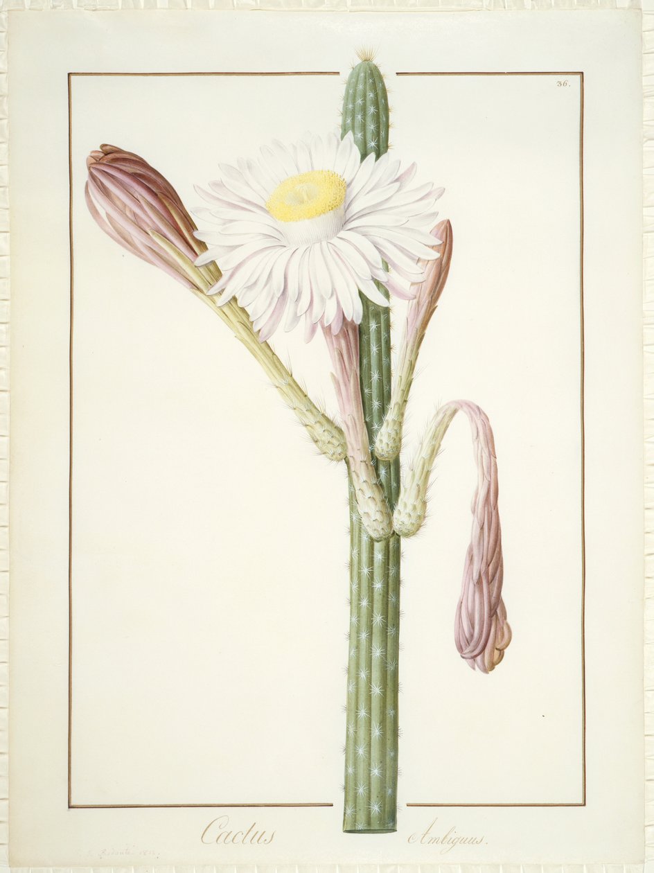 Cactus Ambiguus, 1812 (banheiro e bodycolor sobre grafite em velino) de Pierre Joseph Redouté