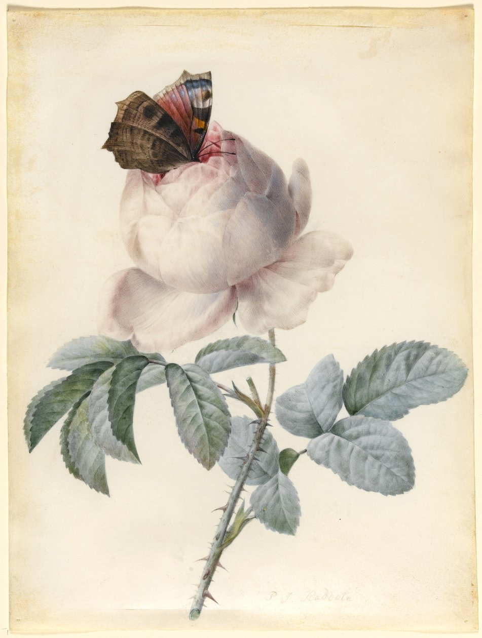 Centifolia Rose com Borboleta Pavão (wc und bodycolour em velino) de Pierre Joseph Redouté