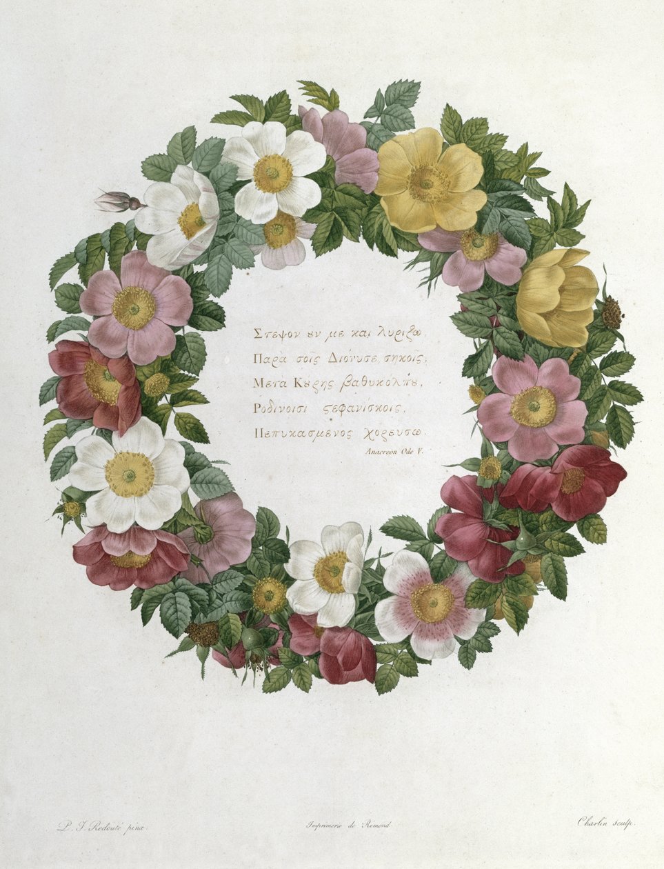 Rosas de Natal de Pierre Joseph Redouté