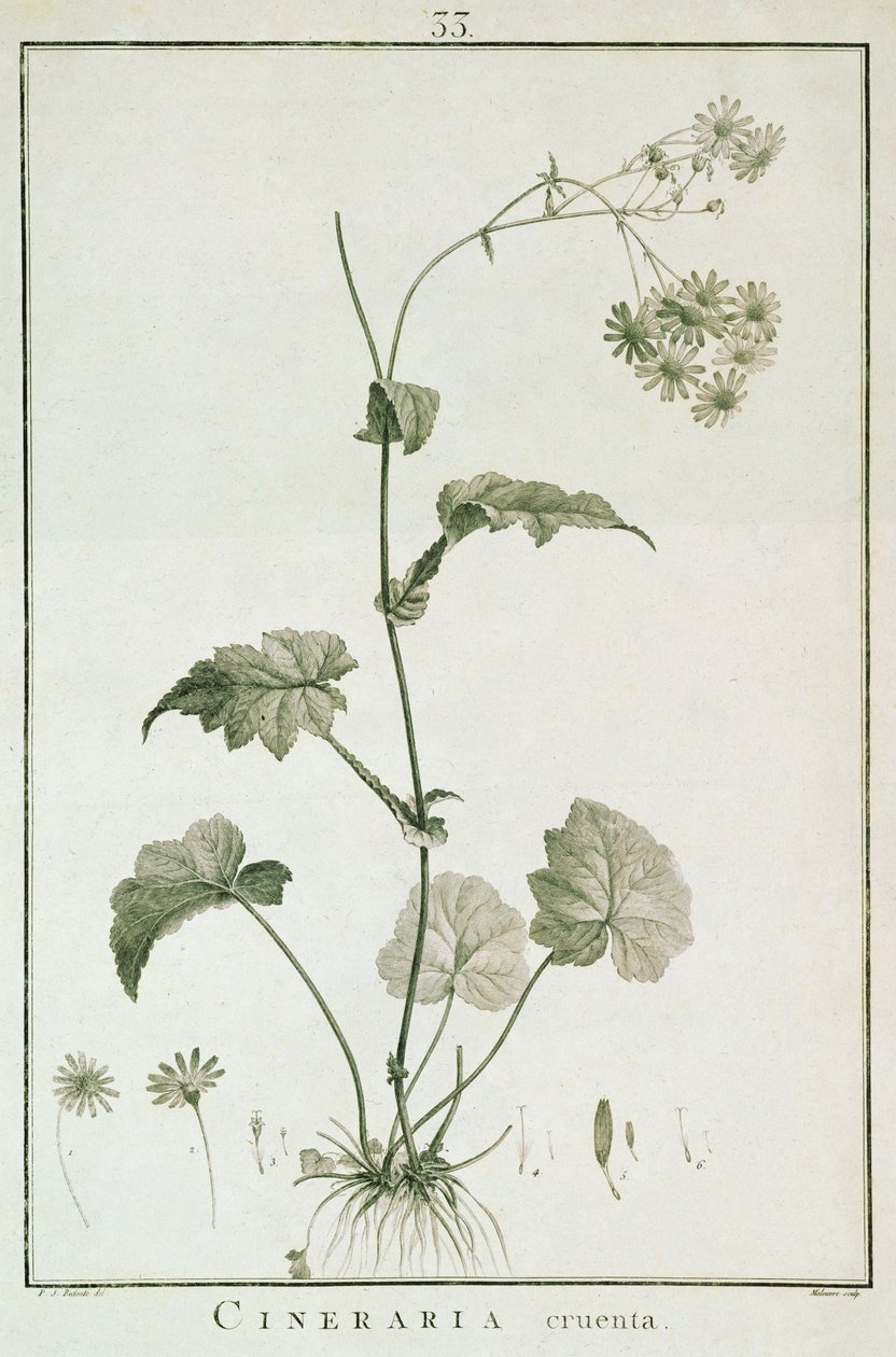 cineraria sangrentas, de Sertum Angels&39;, publicado 1788 de Pierre Joseph Redouté