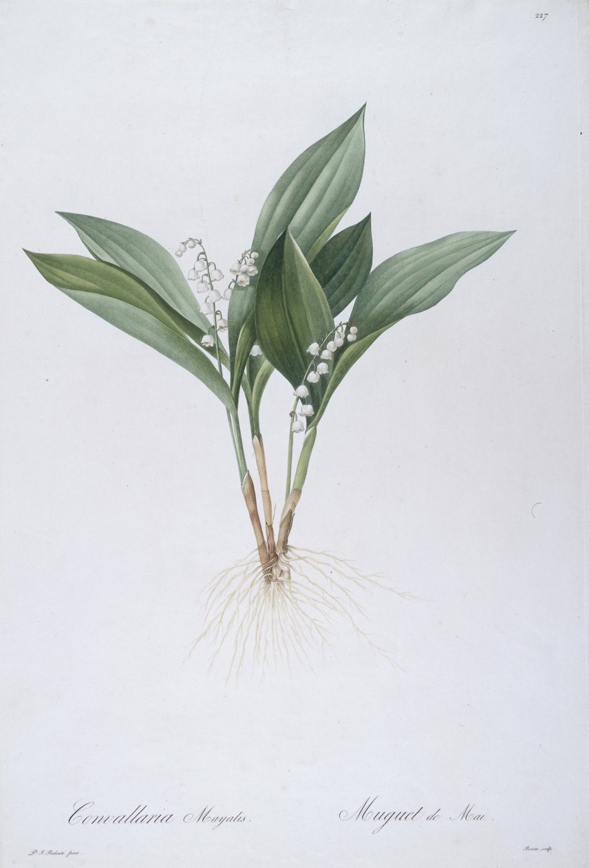 Convallaria majalis (Lírio do Vale), 1808 de Pierre Joseph Redouté