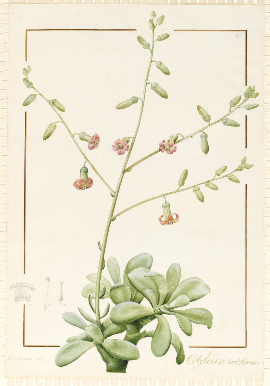 Cotilédone Cardiflorum, 1813 (wc e bodycolour sobre grafite aveludado) de Pierre Joseph Redouté