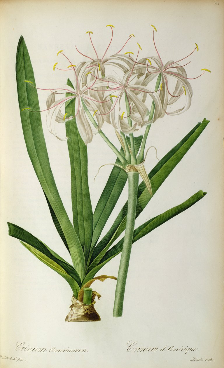 Crossyne americano, do `Les Lily, 1805-1816 de Pierre Joseph Redouté