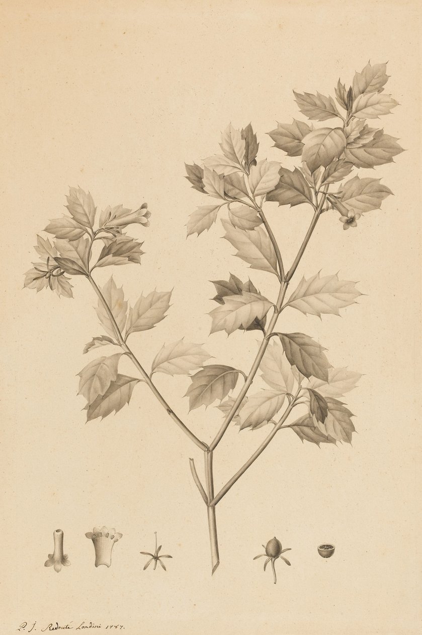 Desfonainia Spinosa, 1787 (ponto da escova e lavagem cinza no papel, colocada no cartão) de Pierre Joseph Redouté