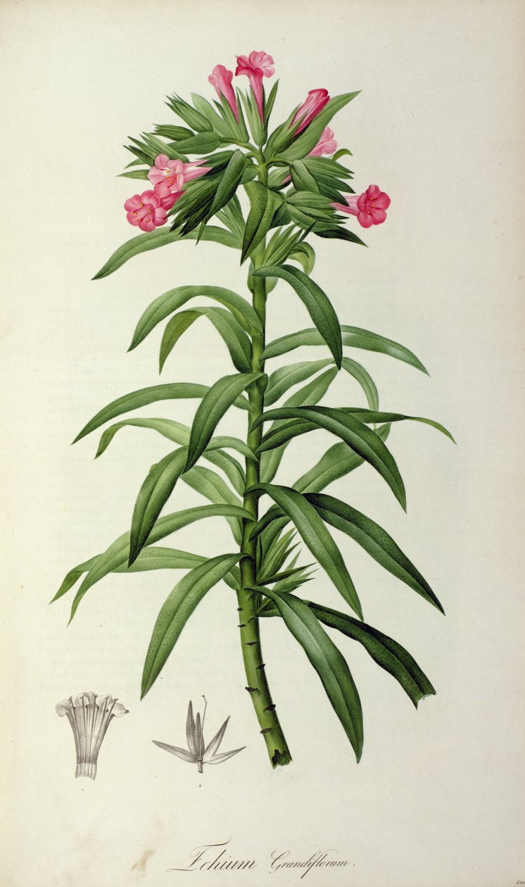 Echium Grandiflorum, de "O Jardim de Malmaison", 1802 de Pierre Joseph Redouté