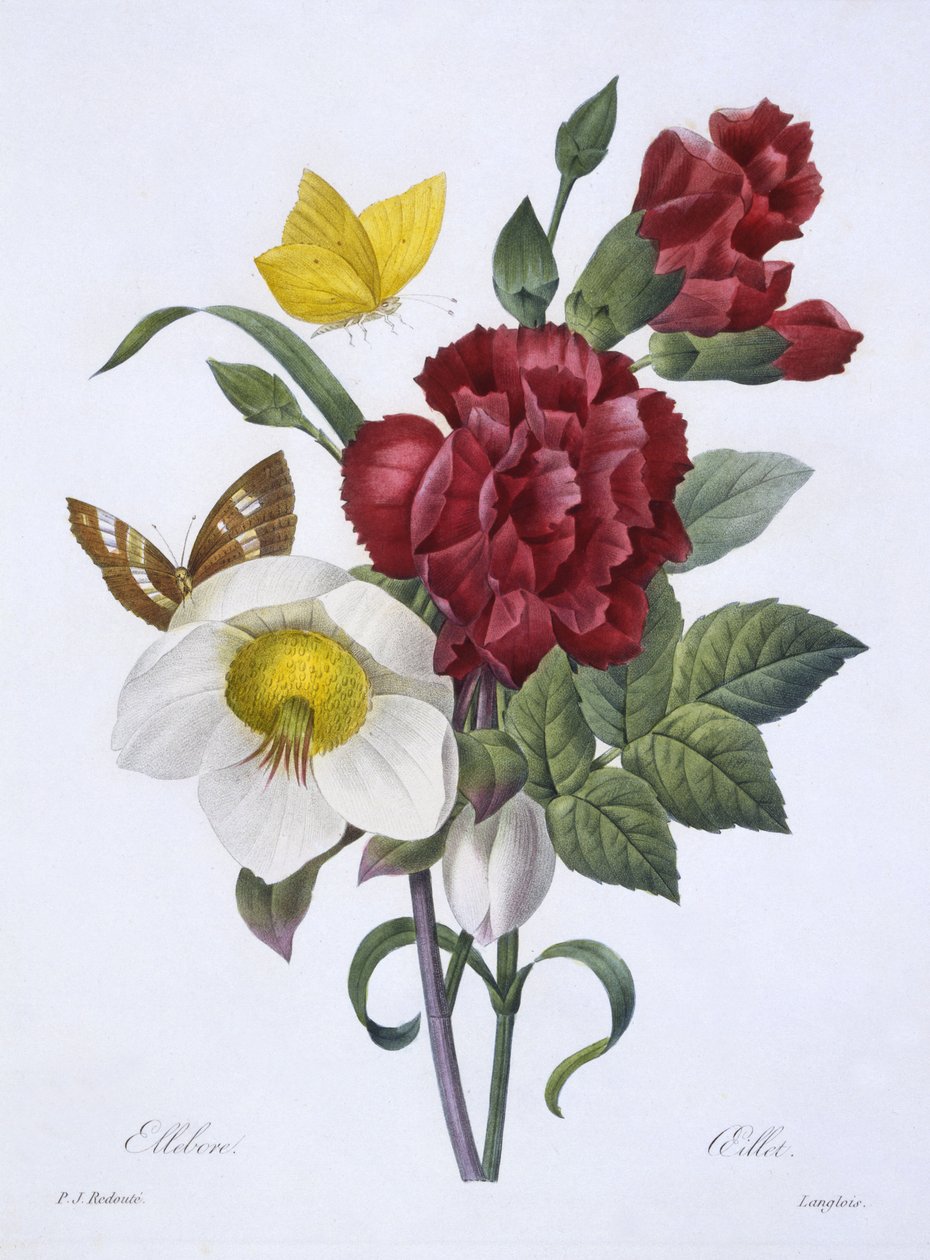 Ellebore e Cravo, de &39;Escolha das mais belas flores&39;, publicou Paris, 1829 (gravura colorida à mão) de Pierre Joseph Redouté