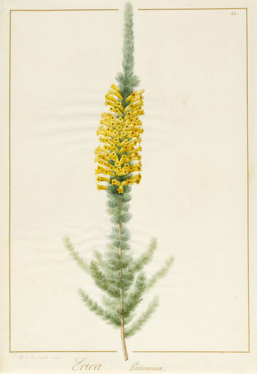 Erica Patersonia, 1813 (wc e bodycolour sobre grafite aveludado) de Pierre Joseph Redouté