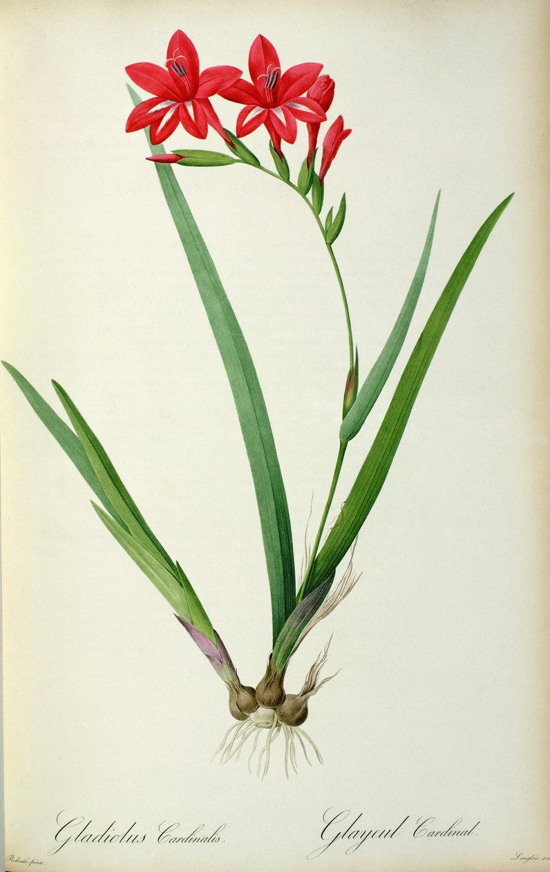 Gladiolus Cardinal, do `Les Liliacearum de 1805 de Pierre Joseph Redouté