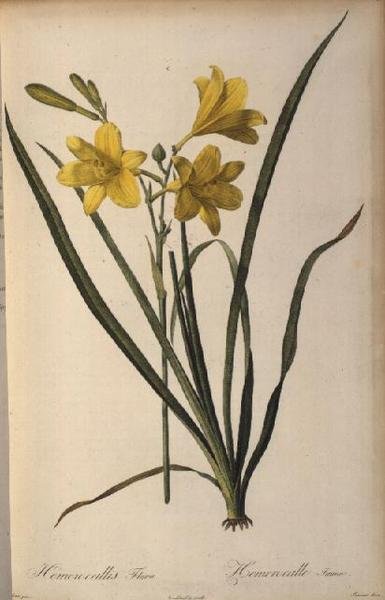 Hemerocallis Flava, de Les Liliacees de Pierre Joseph Redouté