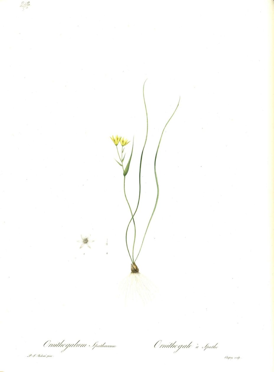 Ilustração de Gagea spathacea (Orig. Ornithogalum spathaceum) de Pierre Joseph Redouté