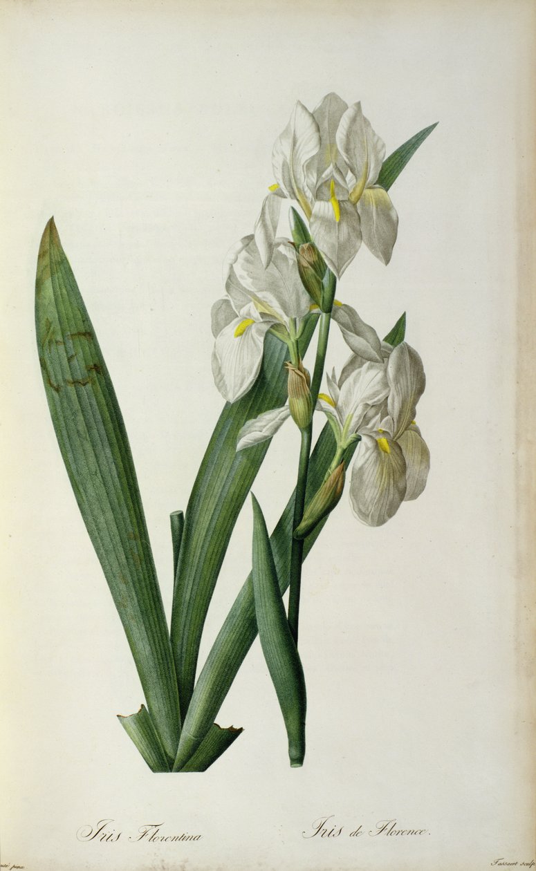 Iris Florentina, de &39;Les Liliacees&39;, 1805 de Pierre Joseph Redouté