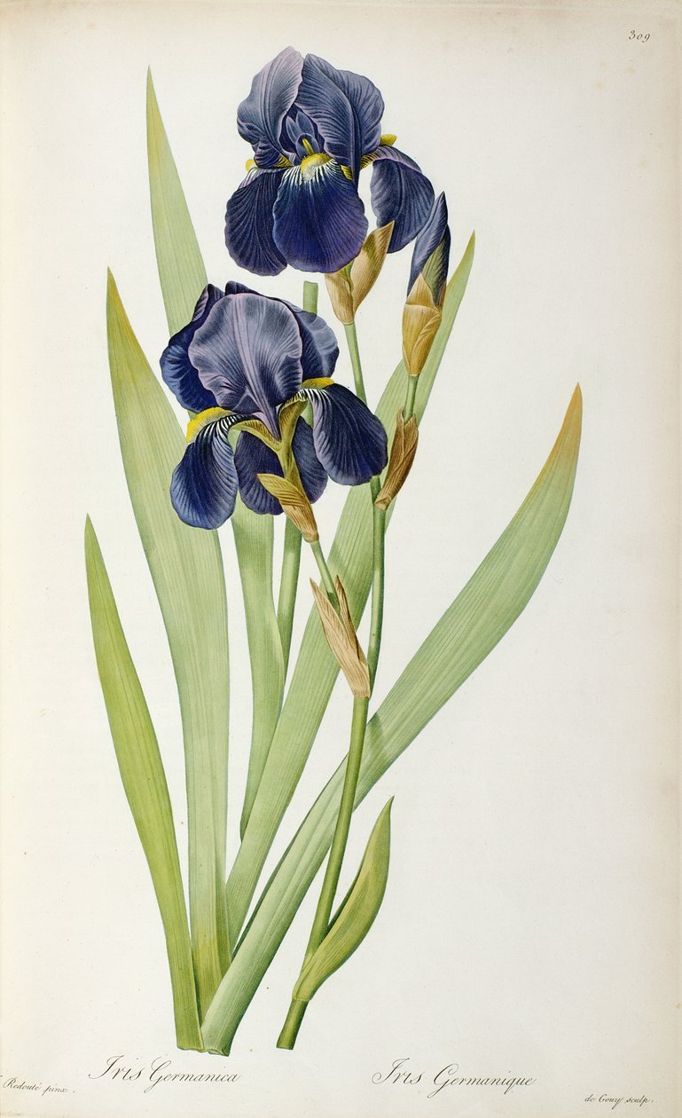 Iris Germanica, de "Les Liliacees", 1805 de Pierre Joseph Redouté