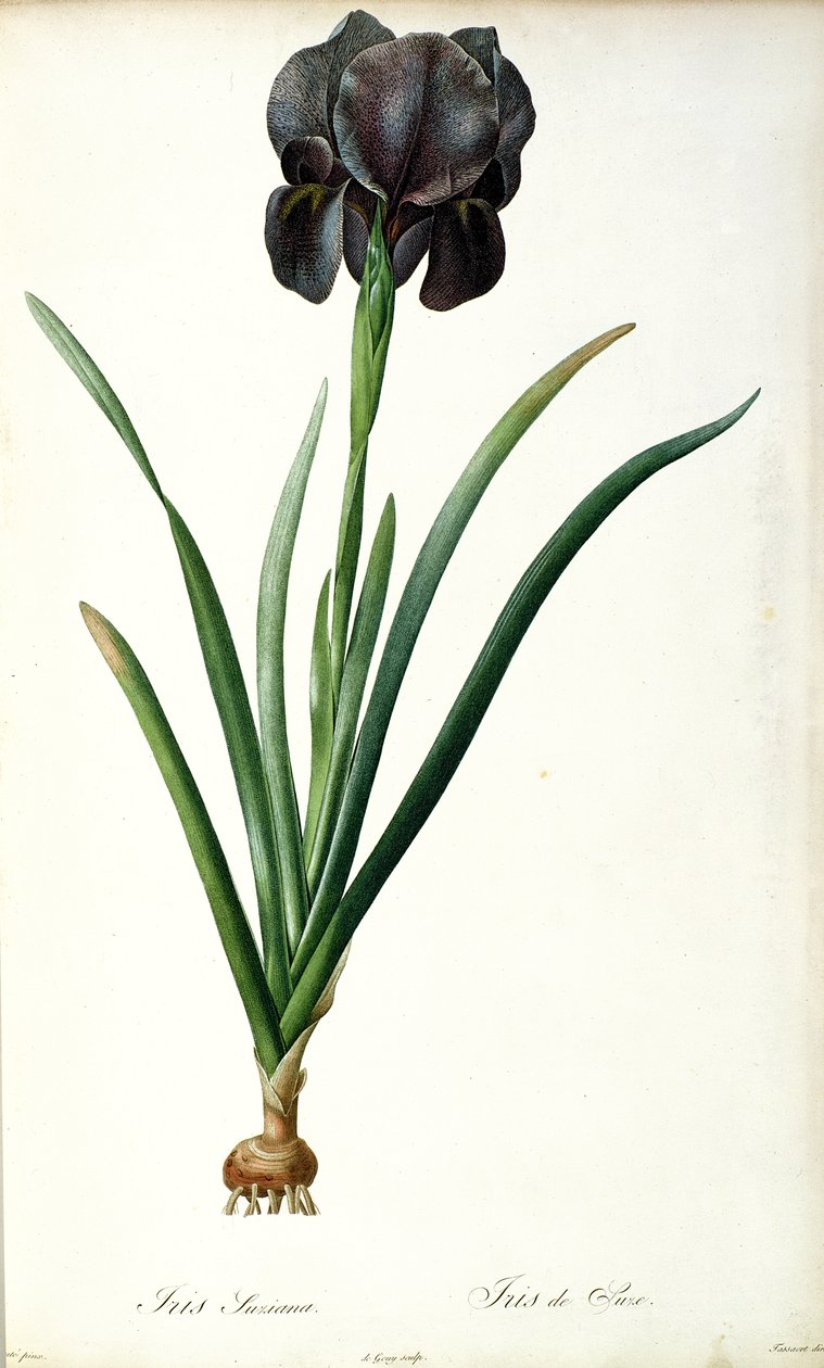 Iris Luxiana, de "Les Liliacees", 1805 de Pierre Joseph Redouté