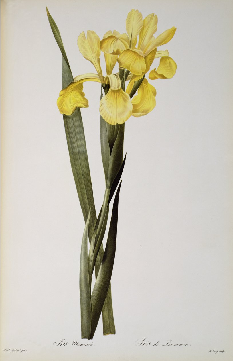 Iris Monnieri, de "Les Liliacees", 1808 de Pierre Joseph Redouté