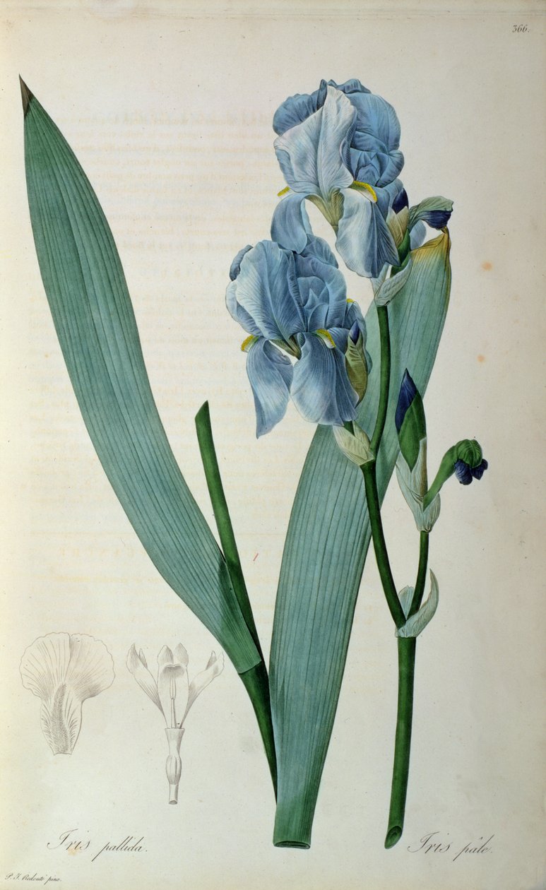 Iris Pallida, de "Les Liliacees", 1805 de Pierre Joseph Redouté