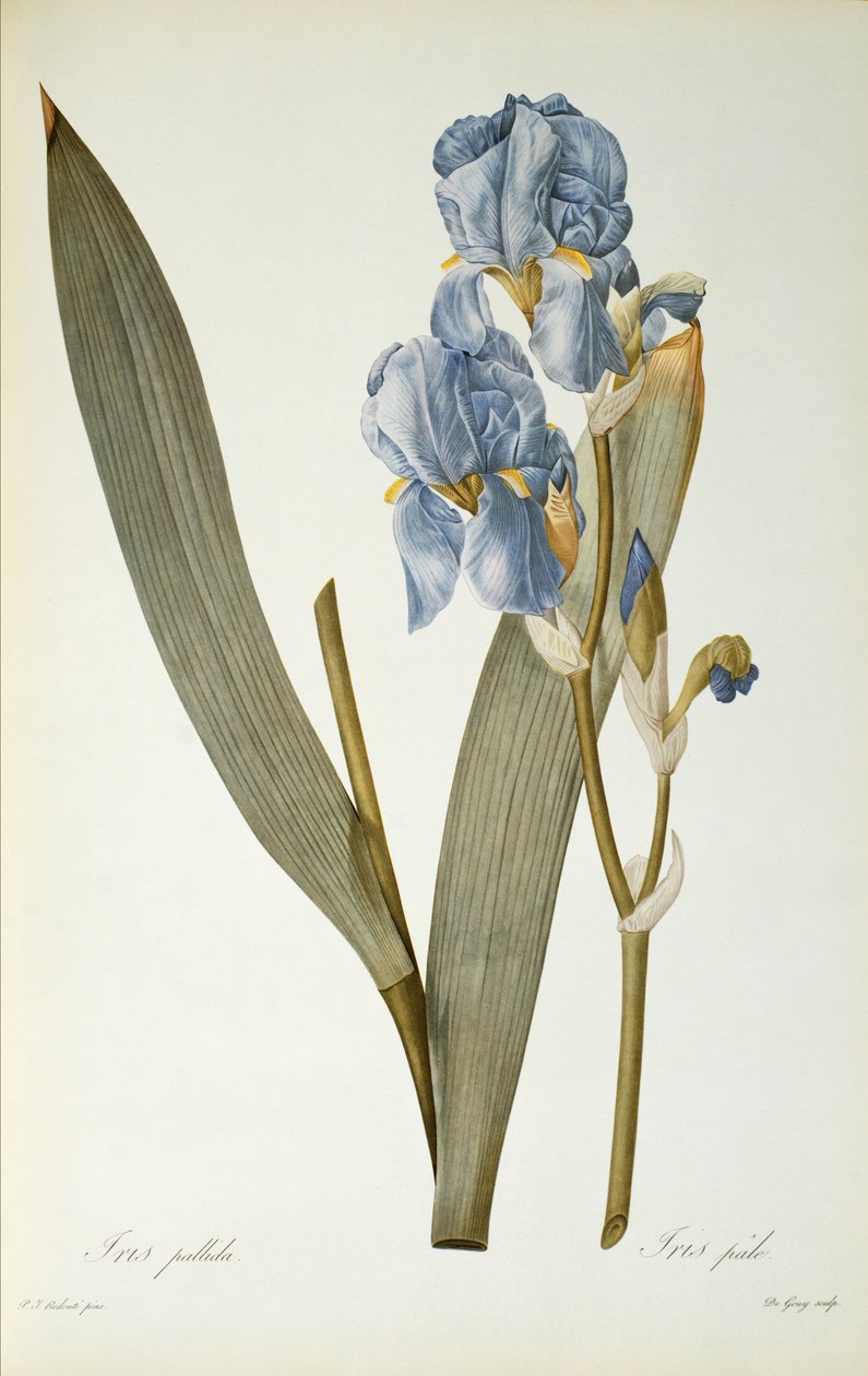Iris Pallida, de "Les Liliacees", 1812 de Pierre Joseph Redouté