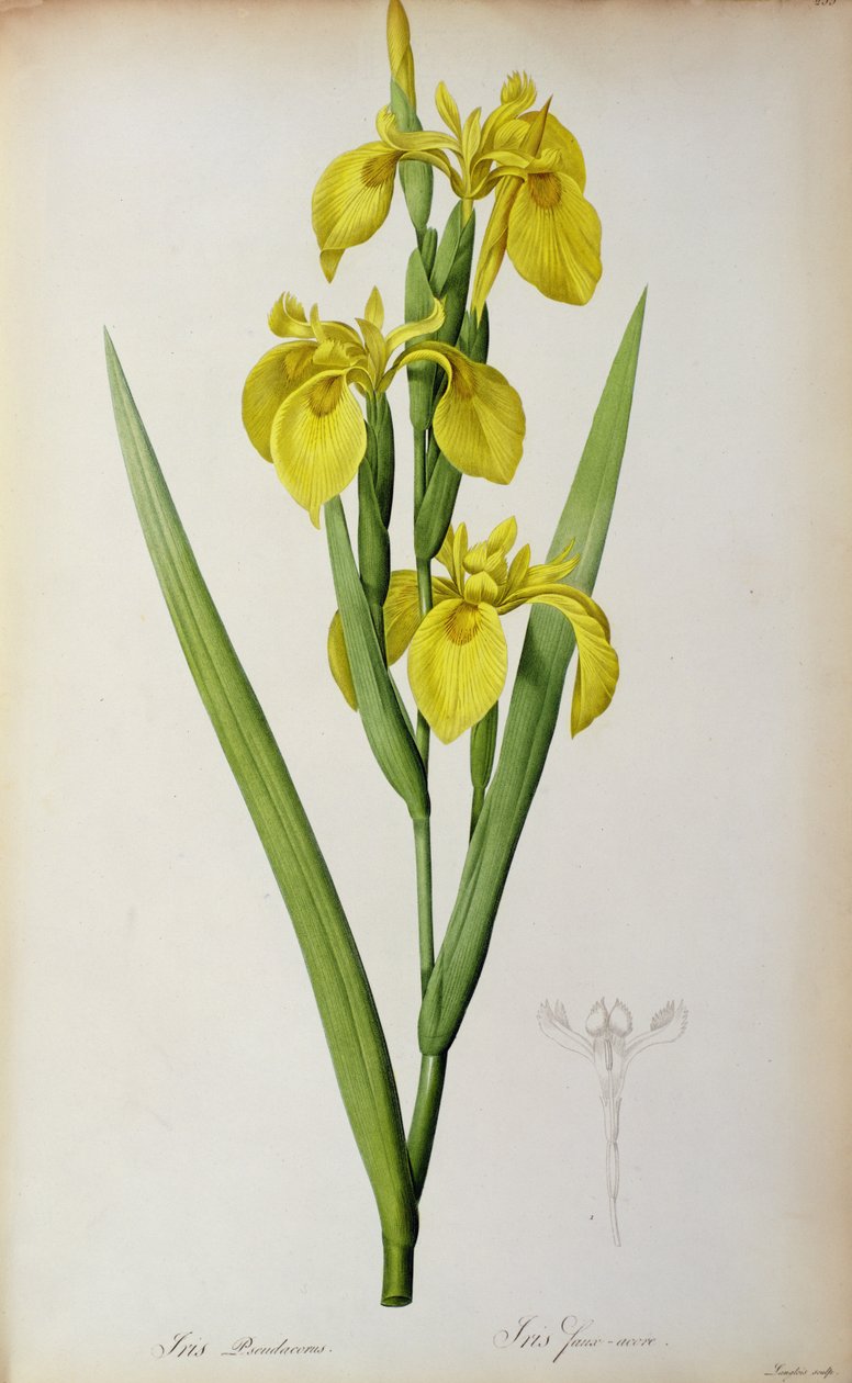 Iris Pseudacorus, de "Les Liliacees", 1805 de Pierre Joseph Redouté