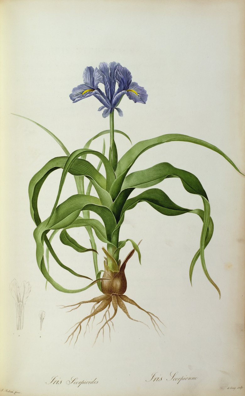 Iris Scorpioides, de "Les Liliacees", 1805 de Pierre Joseph Redouté