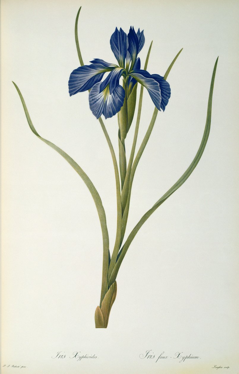 Iris Xyphioides, de "Les Liliacees", 1808 de Pierre Joseph Redouté