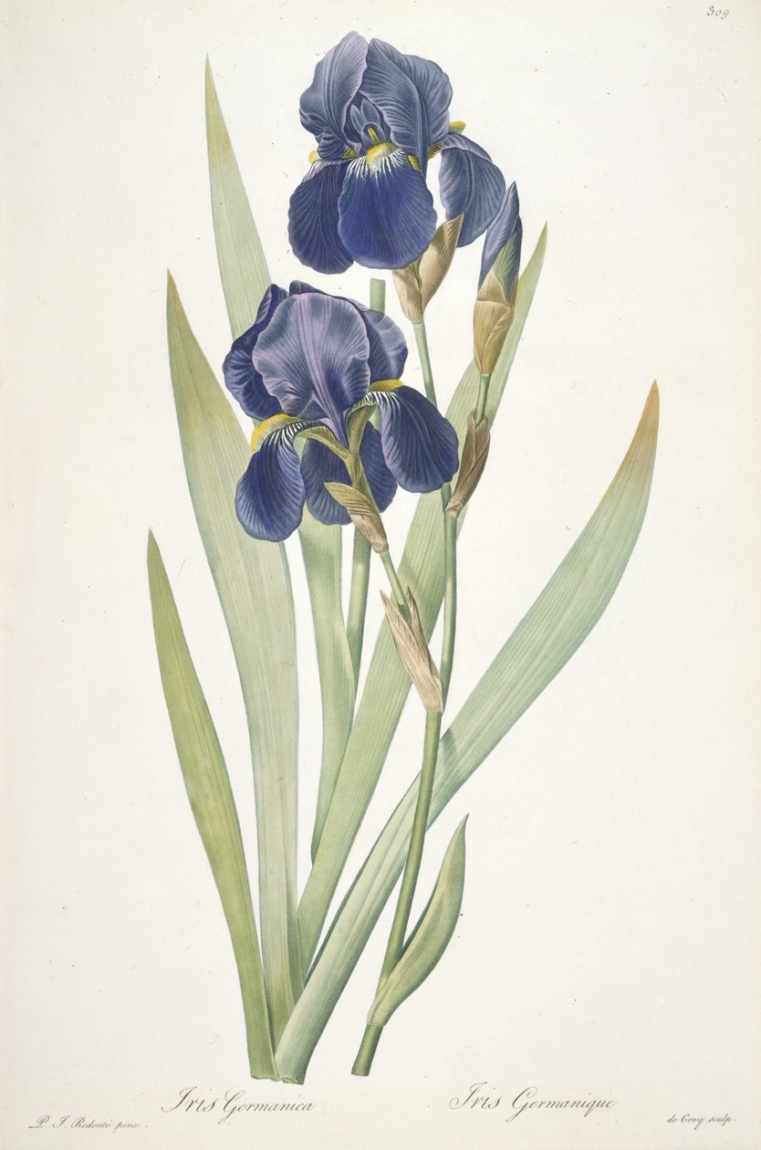 Iris germanica (íris barbada), 1812 de Pierre Joseph Redouté
