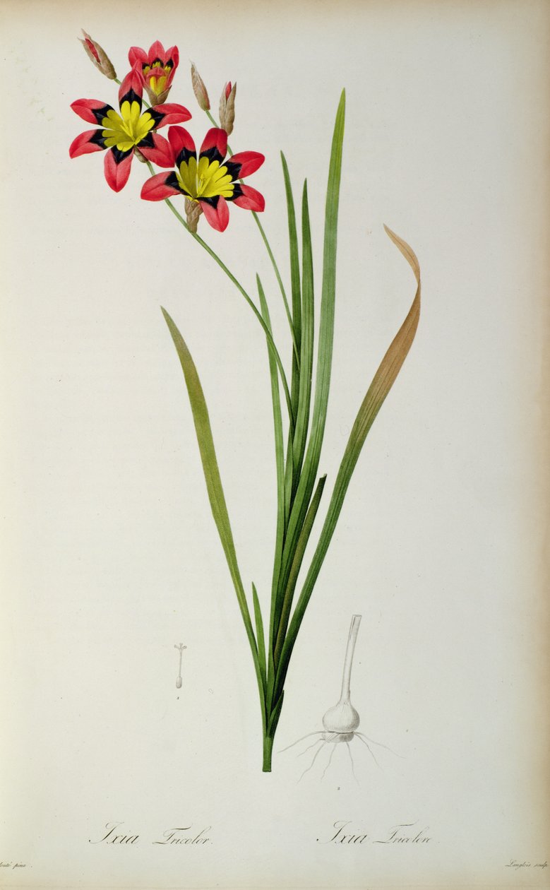 Ixia Tricolor, de "Les Liliacees", 1805 de Pierre Joseph Redouté