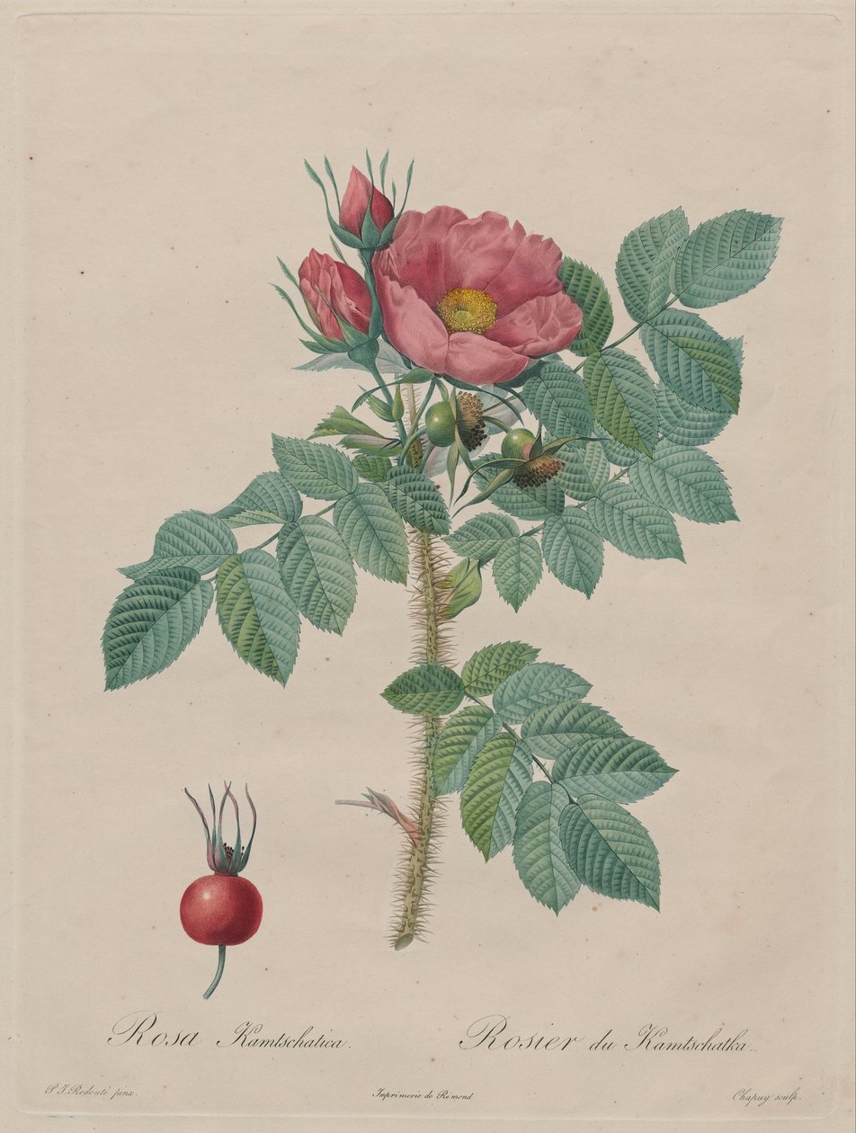 Kamchatka Rose (Rosa Kamchatka), de Redouté, Les Roses, Paris, 1817-1824) de Pierre Joseph Redouté