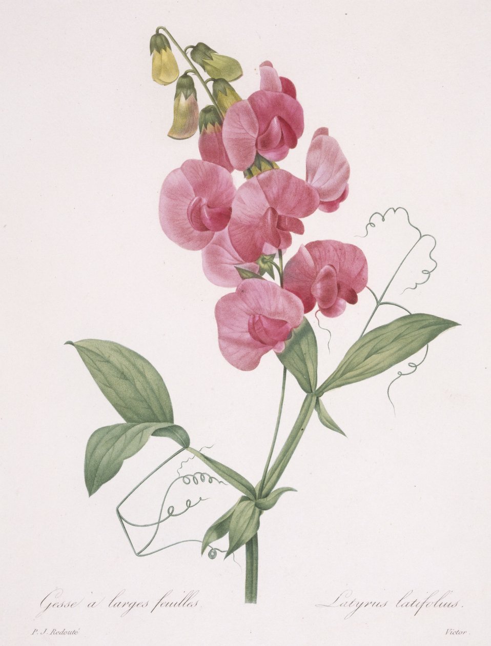 Lathyrus latifolius (ervilha eterna), 1827 de Pierre Joseph Redouté