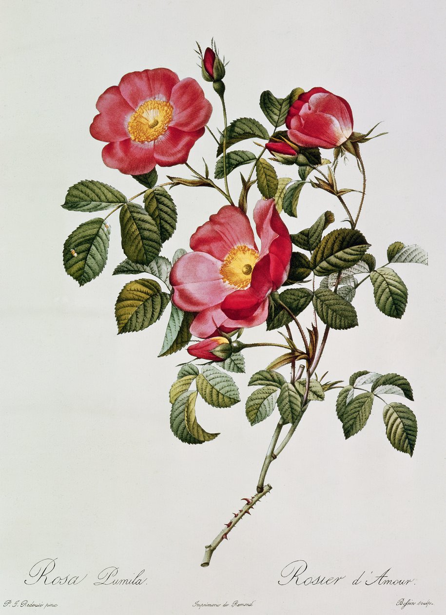 Les Roses de Thory. Rosa Pumilia (litografia a cores) de Pierre Joseph Redouté