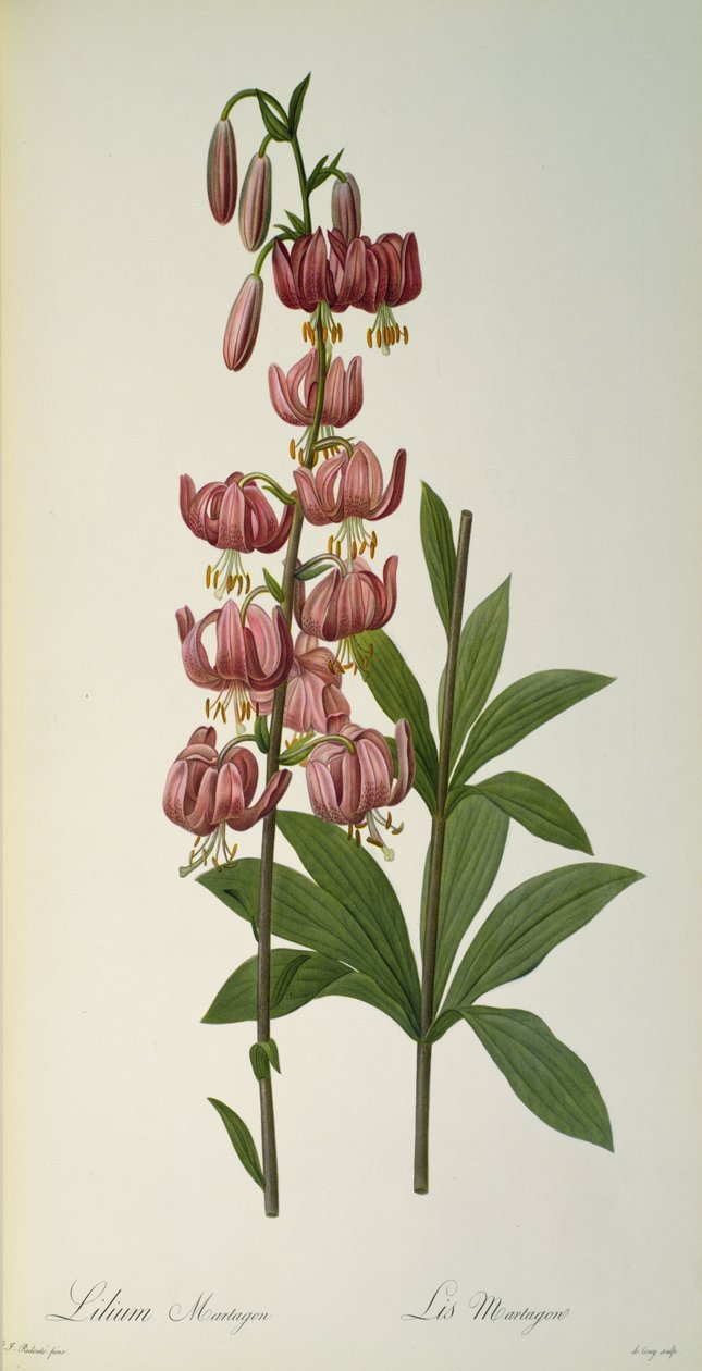 Lilium Martagon, de `Les Liliacees, 1806 de Pierre Joseph Redouté