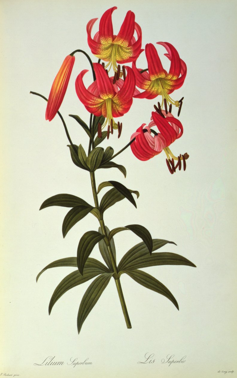 O orgulho de Lilly, do `Les Liliacearum de 1805 de Pierre Joseph Redouté