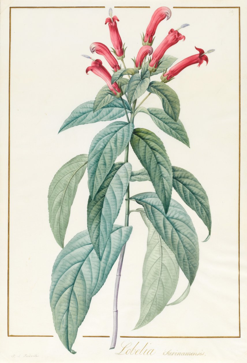 Lobelia Surinamensis (wc e bodycolour sobre grafite aveludado) de Pierre Joseph Redouté