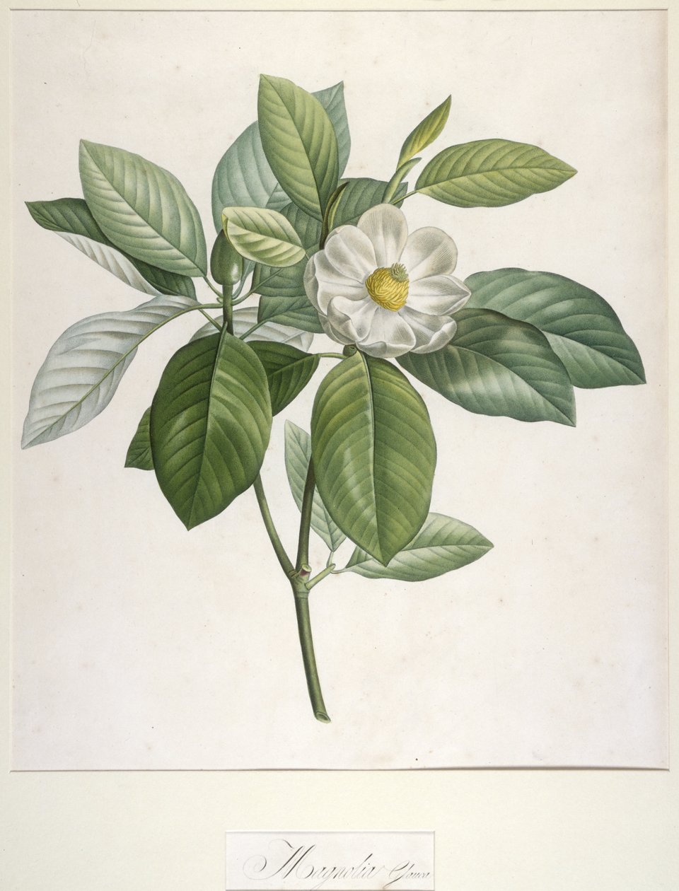 Magnolia Glauca, da descrição de plantas cultivadas raras em Malmaison e Navarra, 1813 de Pierre Joseph Redouté
