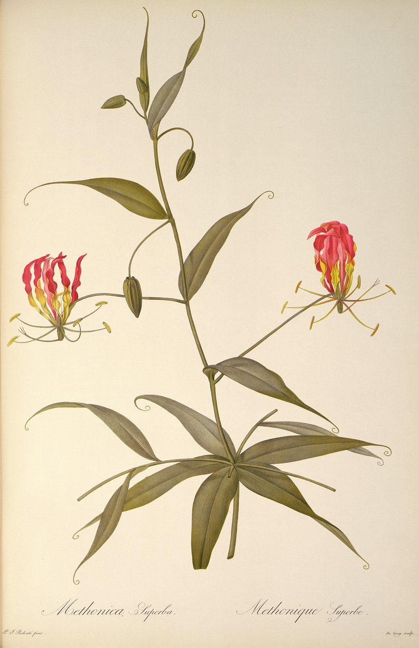 Methonica Superba, de `Les Liliacees &39;, 1809 de Pierre Joseph Redouté