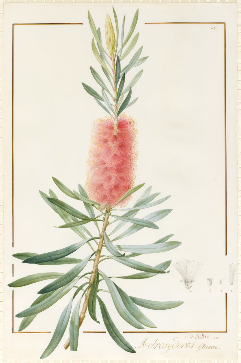 Metrosyderos Glauca, 1812 (wc e bodycolour sobre grafite aveludado) de Pierre Joseph Redouté