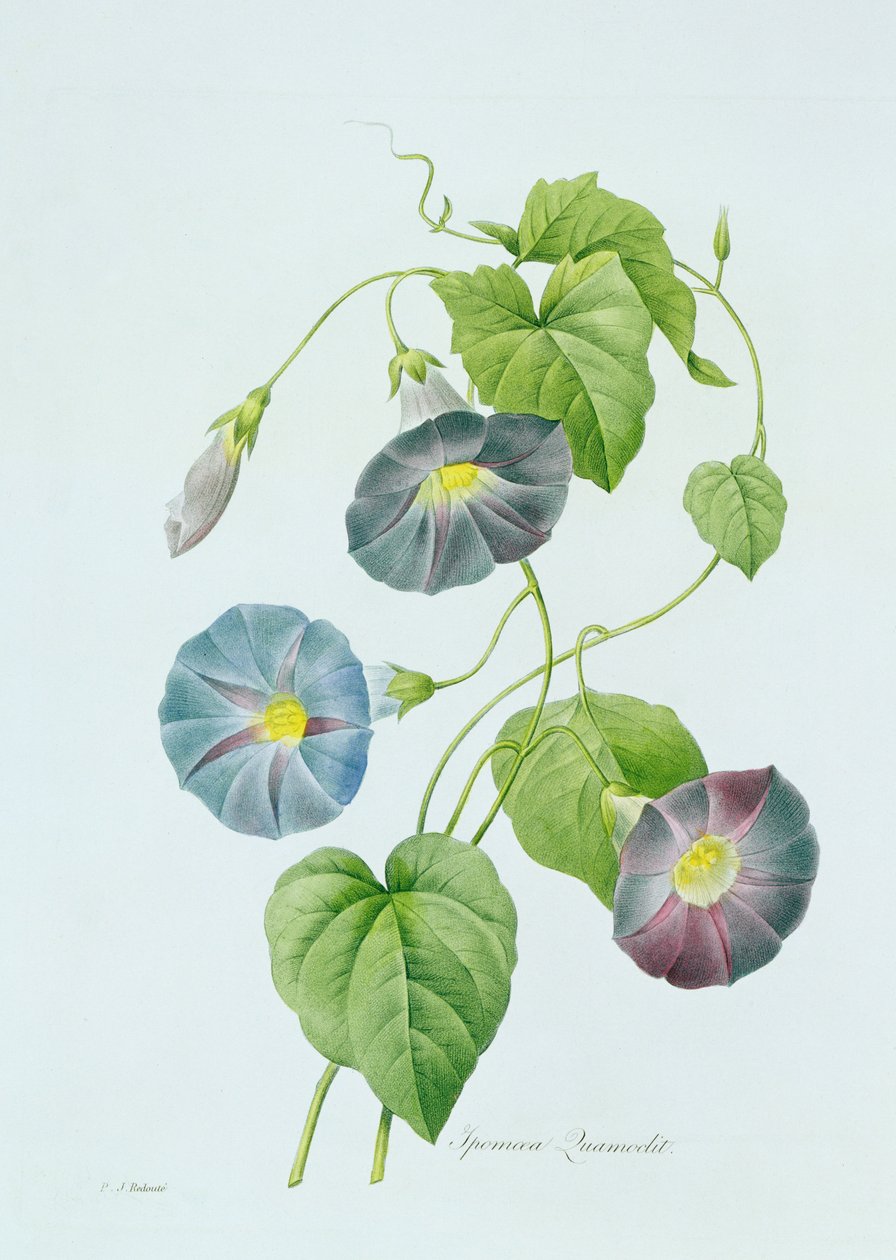 Morning Glory (gravura a cores) de Pierre Joseph Redouté