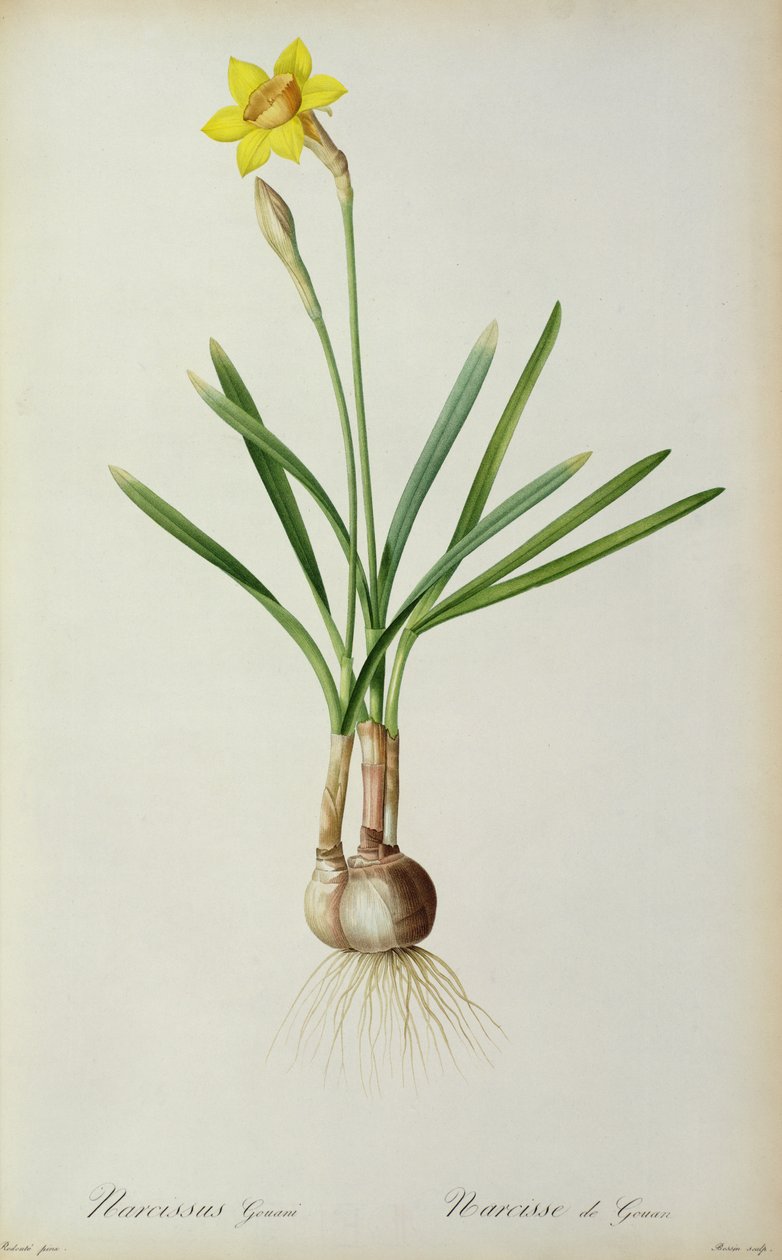 Narciso Gouani, de "Les Liliacees", 1805 de Pierre Joseph Redouté