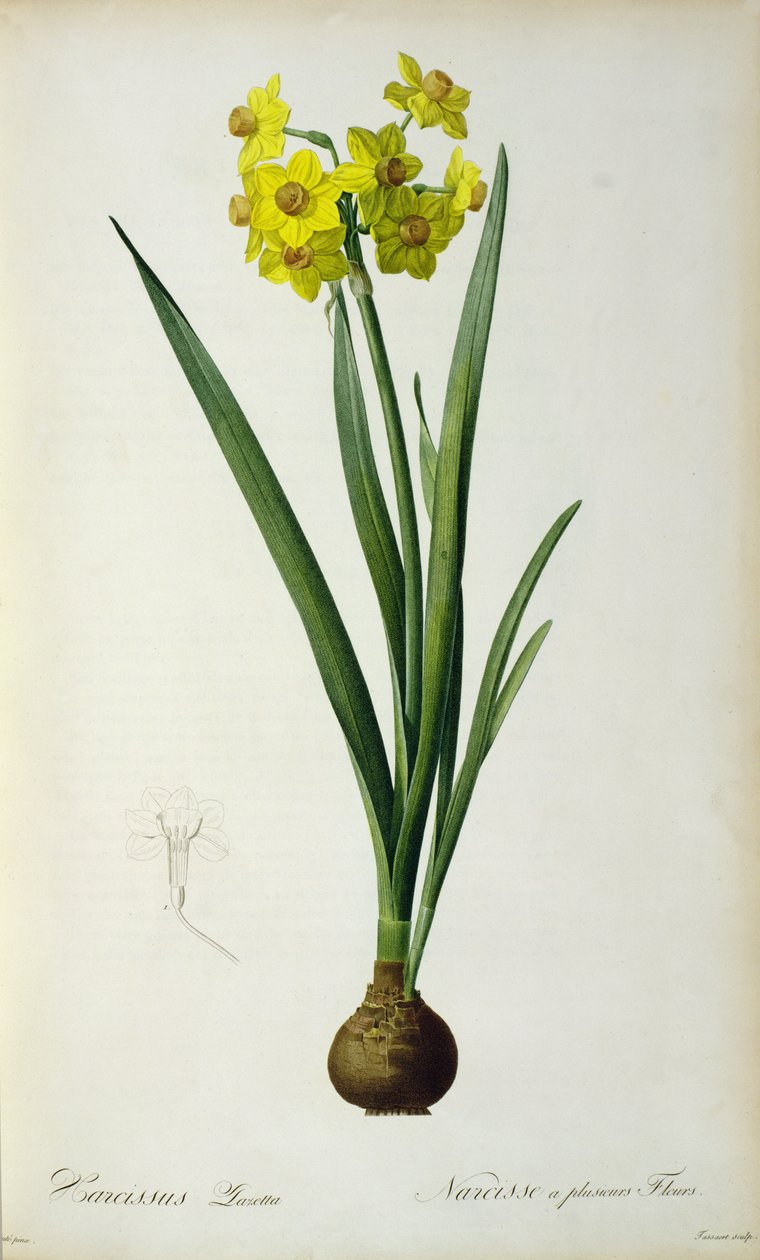 Narciso Lazetta, de &39;Plantae Selectae&39; de Christoph Jakob Trew (1695-1769), publicado em 175-53 de Pierre Joseph Redouté